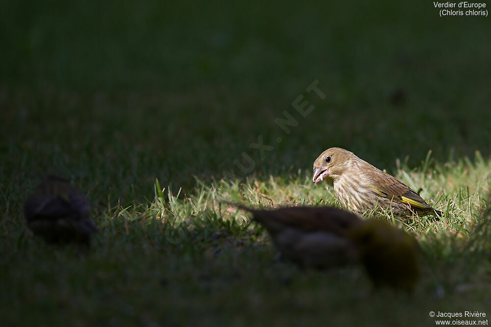 Verdier d'Europeimmature, identification, mange