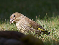 European Greenfinch