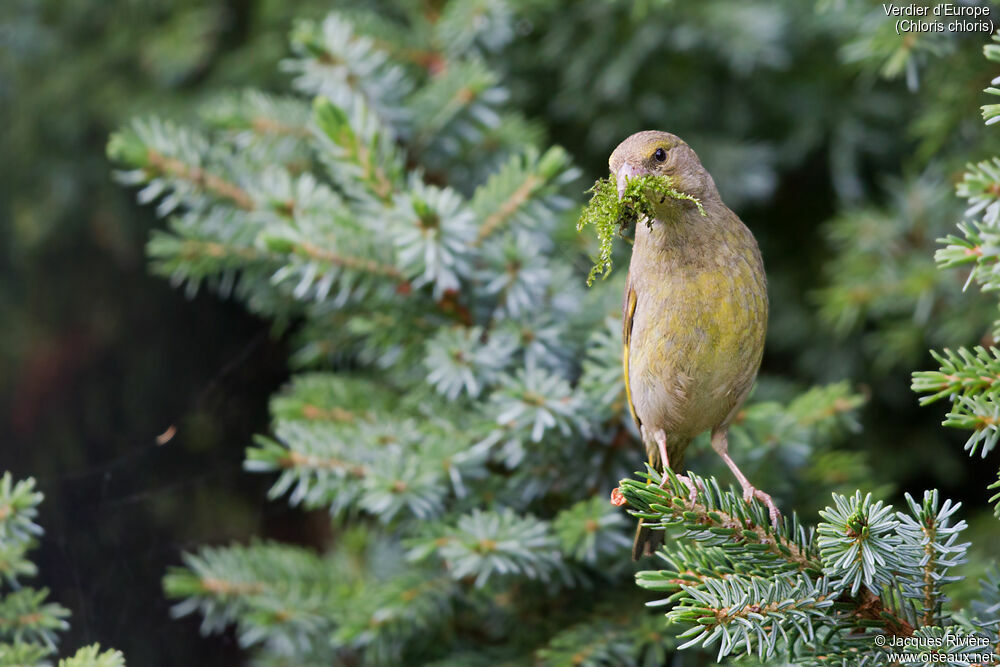 European Greenfinch female adult breeding, identification, Reproduction-nesting