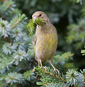 European Greenfinch