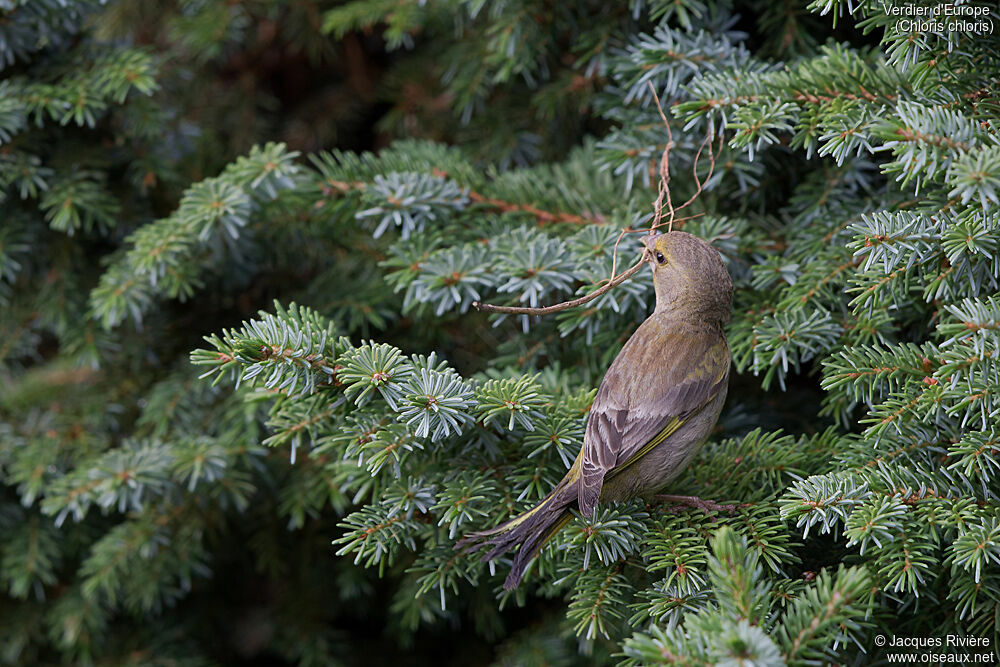 European Greenfinch female adult breeding, identification, Reproduction-nesting