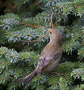 European Greenfinch