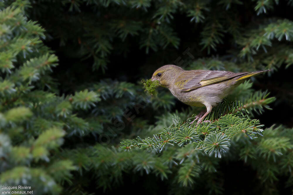 European Greenfinch female adult breeding, Reproduction-nesting