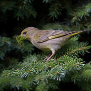 European Greenfinch