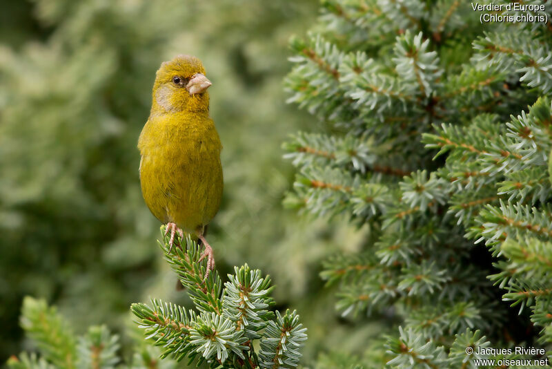 European Greenfinch male adult breeding, identification, Reproduction-nesting