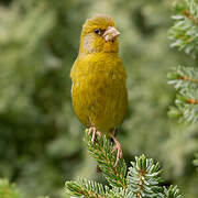 European Greenfinch