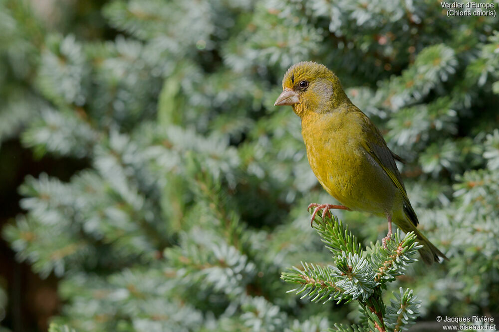 European Greenfinch male adult breeding, identification, Reproduction-nesting