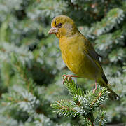 European Greenfinch