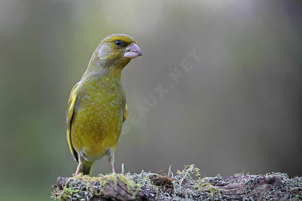 European Greenfinch male adult