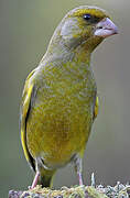 European Greenfinch