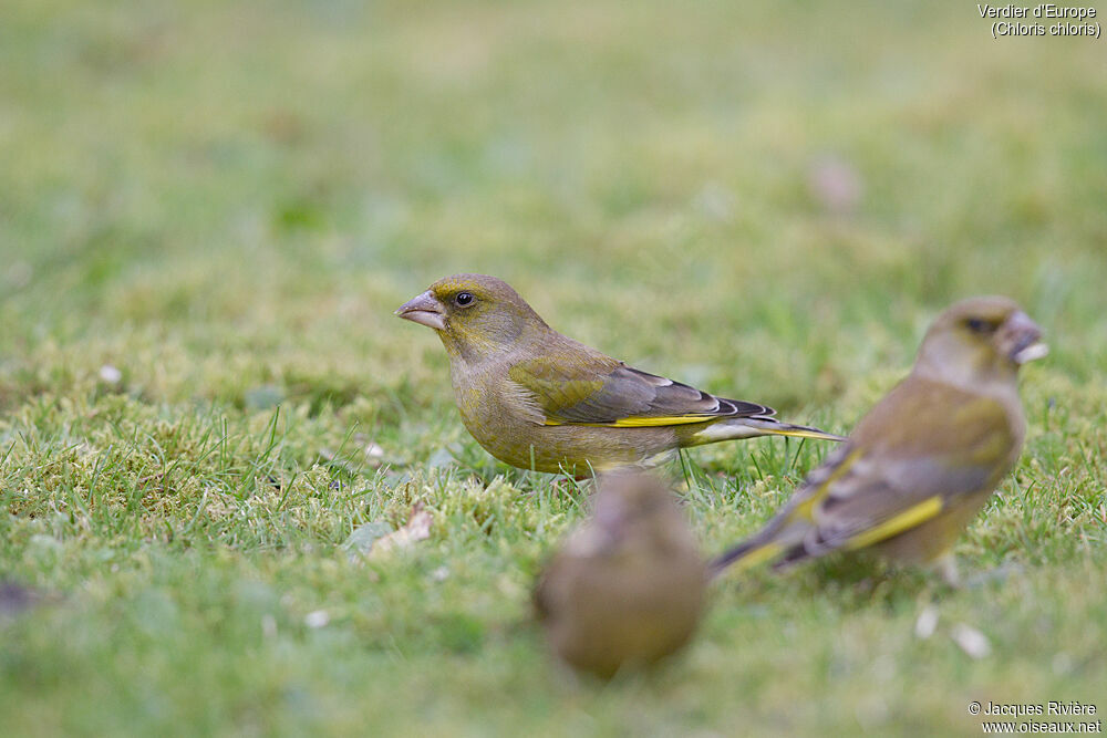 European Greenfinch male adult post breeding