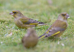 European Greenfinch