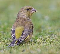 European Greenfinch