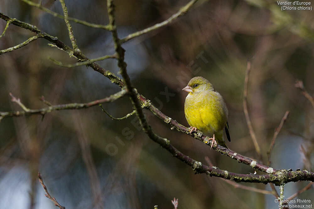 European Greenfinch male adult breeding, identification