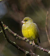 European Greenfinch