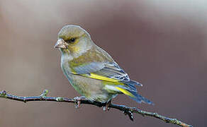 European Greenfinch