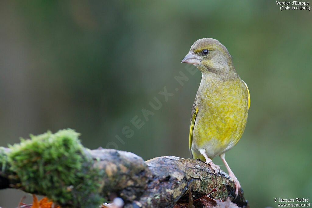 European Greenfinch female adult post breeding, identification