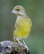 European Greenfinch