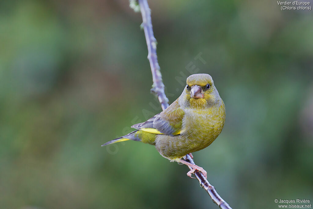 European Greenfinch male adult post breeding, identification