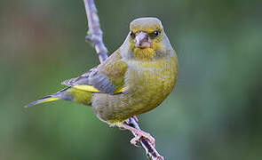 European Greenfinch