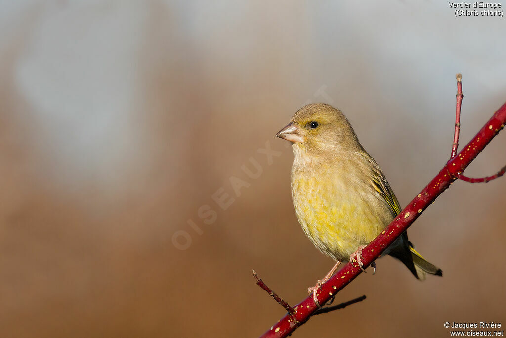 European Greenfinch female adult post breeding, identification