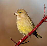 European Greenfinch