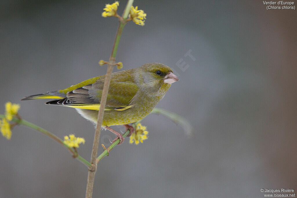 European Greenfinch male adult breeding, identification