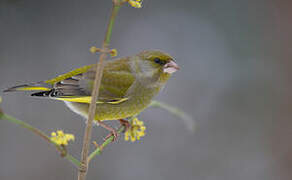 European Greenfinch