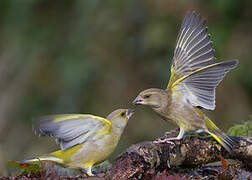 European Greenfinch