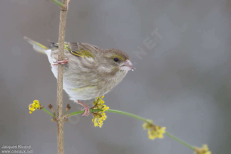 European Greenfinch female Second year, identification