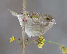 European Greenfinch