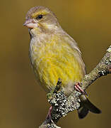 European Greenfinch