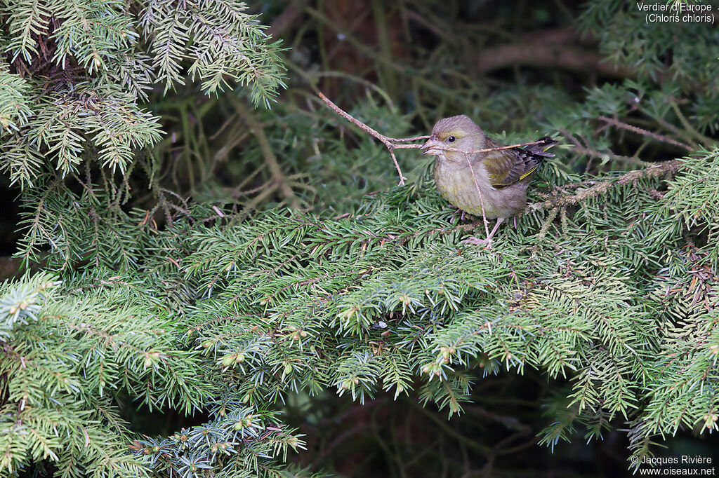 European Greenfinch female adult, identification, Reproduction-nesting