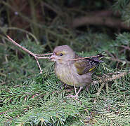 European Greenfinch