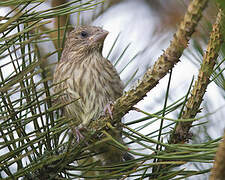 European Greenfinch