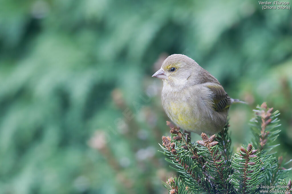 Verdier d'Europe femelle, identification