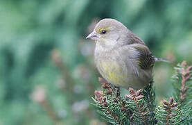 European Greenfinch