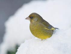 European Greenfinch