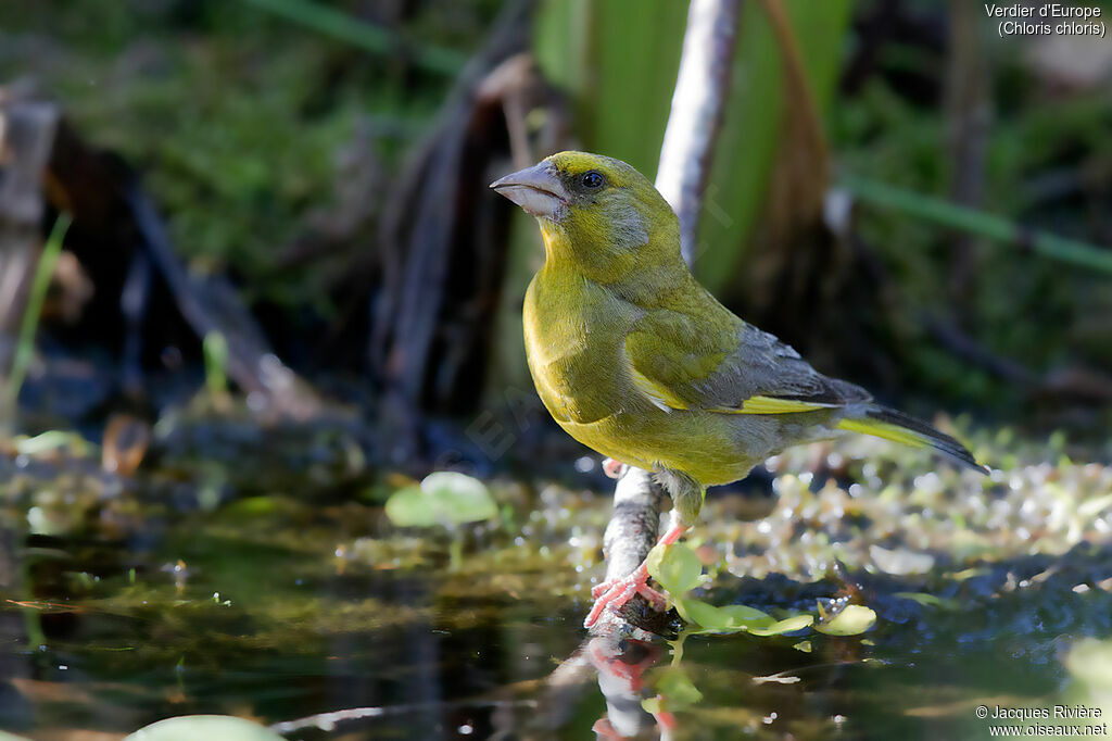 European Greenfinch male adult breeding, identification, drinks