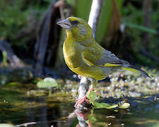 European Greenfinch