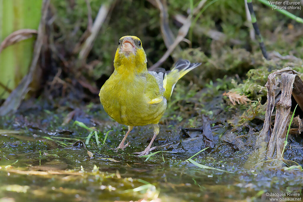 European Greenfinch male adult, identification, drinks