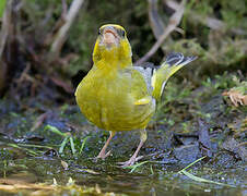 European Greenfinch