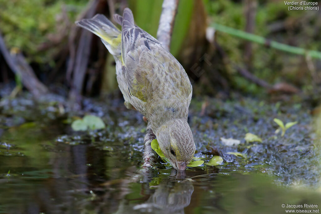 European Greenfinch female adult, identification, drinks