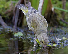 European Greenfinch