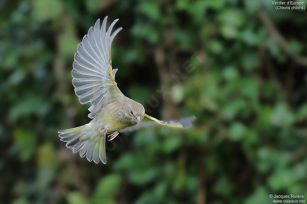 European Greenfinch female adult, Flight