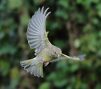 European Greenfinch