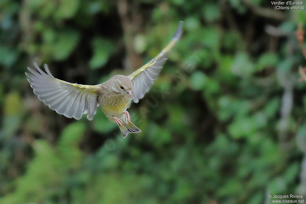 European Greenfinch female adult, Flight