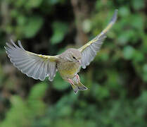 European Greenfinch