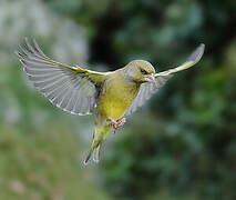 European Greenfinch