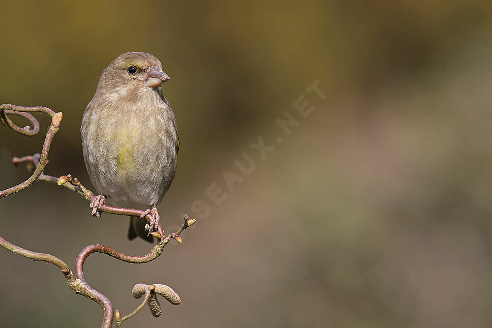 European Greenfinch female adult post breeding